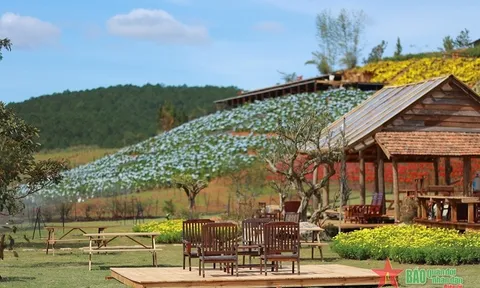 Lạc bước giữa The Florest-Hoa trong Rừng