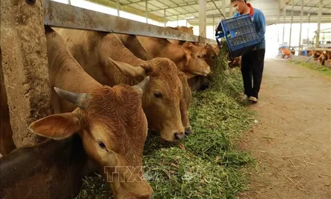 Tiếp tục đổi mới, phát triển và nâng cao hiệu quả kinh tế tập thể trong giai đoạn mới