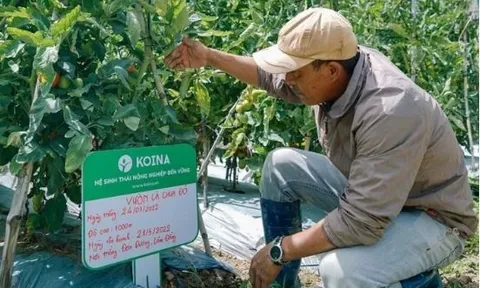 VinaCapital Ventures đầu tư 1 triệu USD vào nền tảng công nghệ Koina