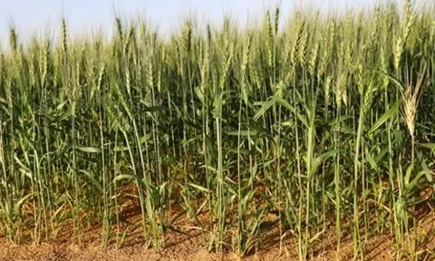 UAE trồng lúa mì trên sa mạc để cải thiện an ninh lương thực