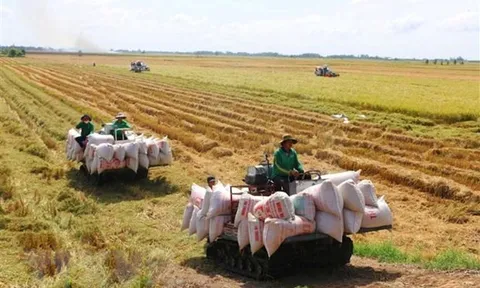 Xây dựng chuỗi giá trị lúa gạo bền vững gắn với tăng trưởng xanh