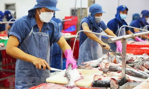 Xuất khẩu thủy sản vẫn ảm đạm khiến giá nguyên liệu có xu hướng giảm