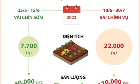 Bắc Giang dự kiến xuất khẩu 96.000 tấn vải thiều trong niên vụ 2023
