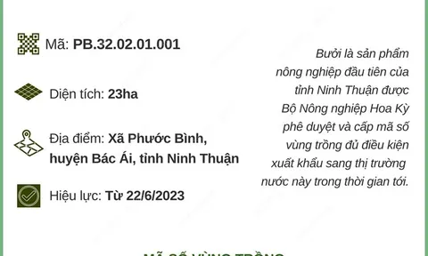 Ninh Thuận: Bưởi Phước Bình được cấp mã số xuất khẩu sang Hoa Kỳ