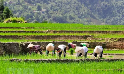 Hà Giang: Những khoanh ruộng bậc thang ăm ắp mùa nước đổ