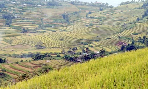 Mùa vàng trên những thửa ruộng bậc thang ở Lai Châu