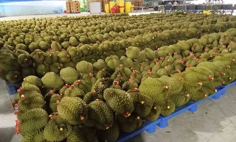 Sầu riêng Đắk Lắk 2023 – Cơ hội & Thách thức