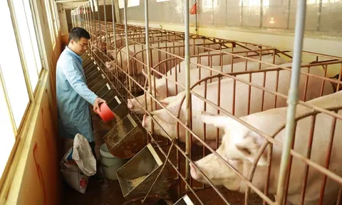 Phú Thọ: Xử phạt doanh nghiệp chăn nuôi gây ô nhiễm môi trường