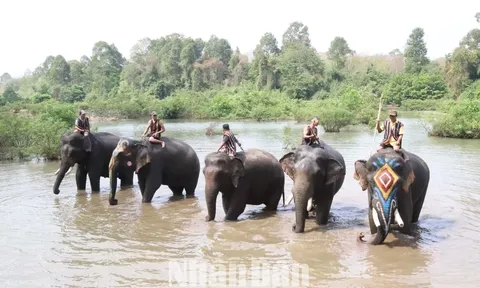 Du lịch thân thiện với voi