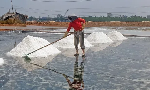 Diêm dân Cà Mau Muối lo lắng vì muối được mùa nhưng mất giá