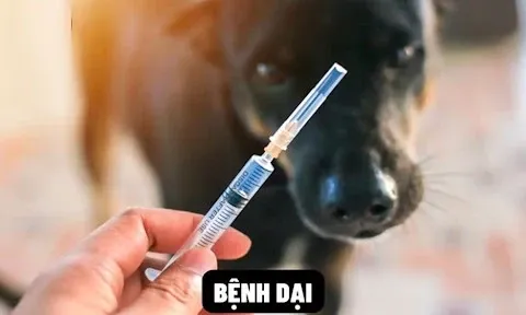 Bộ Y tế đề nghị các địa phương tăng cường phòng, chống bệnh dại trên người