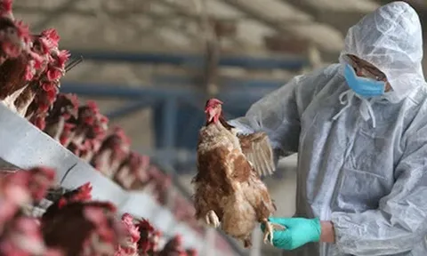 Bộ Y tế thông tin về ca tử vong do mắc cúm A (H5N1) tại Khánh Hòa