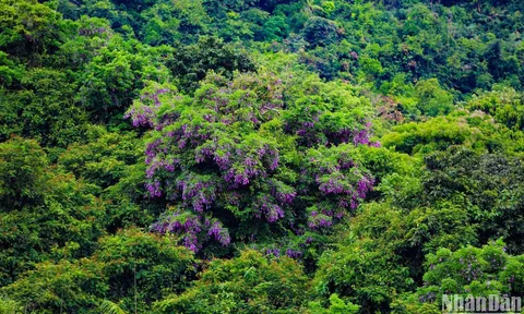 Bán đảo Sơn Trà - mùa hoa thàn mát tím
