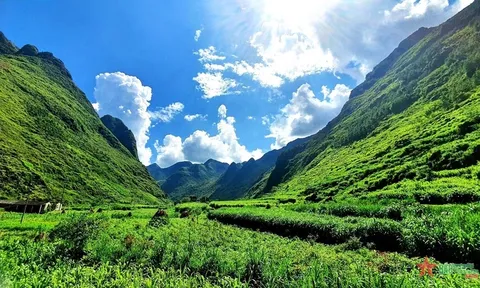 Mùa ngô xanh trên cao nguyên đá xám