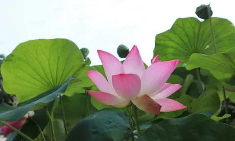 Hoa sen rực nở, tỏa hương trên quê hương Bác Hồ
