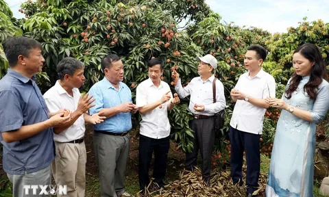 Hải Dương xúc tiến tiêu thụ vải thiều Thanh Hà gắn với các tour du lịch