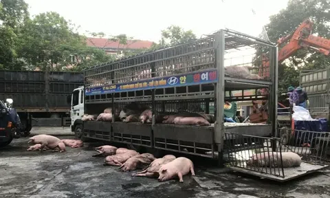 Tuyên Quang: Phát hiện, tiêu huỷ 7,2 tấn lợn nhiễm dịch tả lợn châu Phi