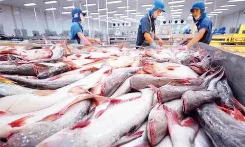 Cá tra Việt Nam đối mặt với sự cạnh tranh trên thị trường quốc tế