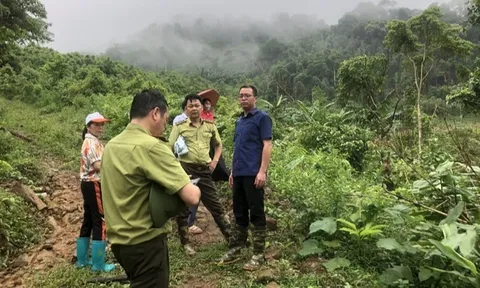 Xử lý nghiêm vụ phá rừng phòng hộ ở Bắc Kạn