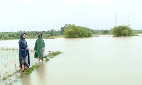 Tuyên Quang mưa lớn kéo dài gây thiệt hại về nhà ở và nhiều diện tích cây nông nghiệp