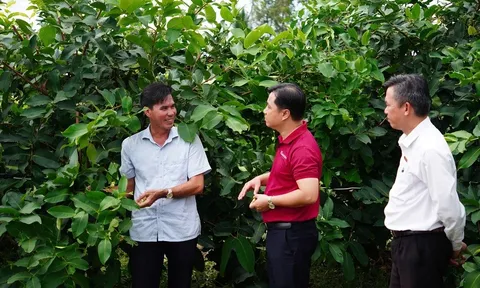 Nông dân trồng nông sản mận “Hồng Sân Tiên” thu hút từ nguồn vốn Agribank