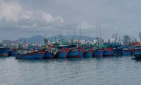 Cà Mau quyết liệt cao điểm chống khai thác IUU: Hướng tới Gỡ “Thẻ Vàng” và phát triển bền vững
