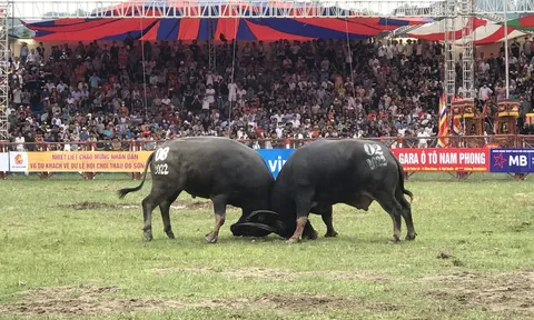 Hải Phòng: Hàng vạn du khách tham dự Lễ hội chọi trâu Đồ Sơn 2022