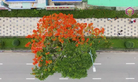 Cây phượng hot nhất Vũng Tàu những ngày qua : “Có 1-0-2“ khiến giới trẻ phát sốt