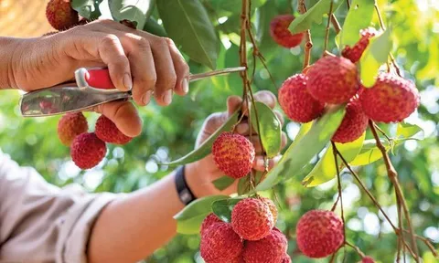 Nông sản Việt chú trọng thị trường trong nước