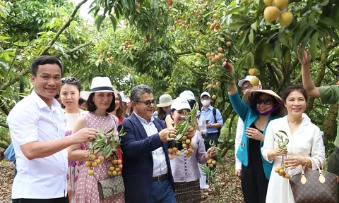 Vải thiều Thanh Hà được mùa, được giá và xuất khẩu sang nhiều châu lục