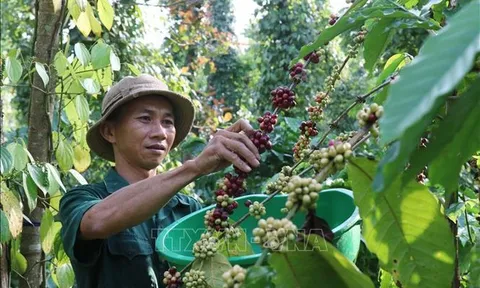 Thị trường nông sản nối dài đà hồi phục mạnh