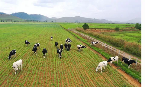 Vinamilk vào Top 5 cổ phiếu đáng quan tâm của Đông Nam Á