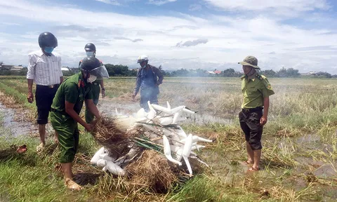 Nguy cơ tuyệt chủng chim hoang dã
