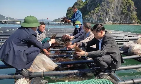 Tăng trưởng thủy sản và áp lực với môi trường