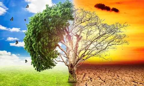 Phê duyệt Chiến lược quốc gia về biến đổi khí hậu giai đoạn đến năm 2050