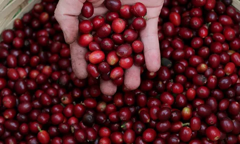 Nhóm nông sản lao dốc, giá dầu phục hồi trong tuần