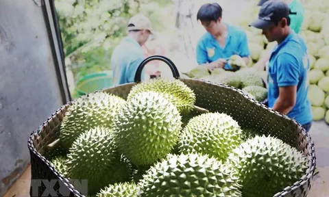Sầu riêng được xuất khẩu chính ngạch sang Trung Quốc từ ngày 11/7