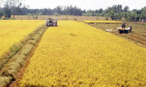 Nâng cao năng lực thích ứng với biến đổi khí hậu của Hợp tác xã nông nghiệp vùng đồng bằng sông Cửu Long