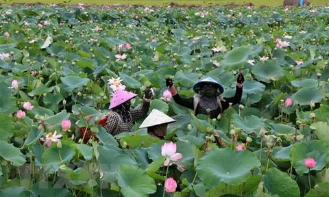 Trồng sen cho người nông dân lợi nhuận trên 100 triệu đồng mỗi ha