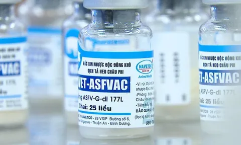Báo Đức đánh giá cao việc Việt Nam phát triển vaccine tả lợn châu Phi