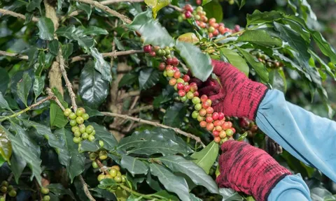 Sắc xanh chiếm lĩnh trên thị trường hàng hóa
