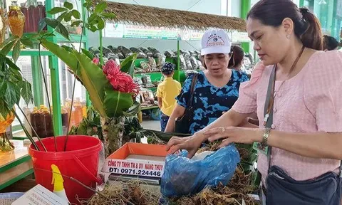 Quảng Nam tổ chức Lễ hội sâm Ngọc Linh