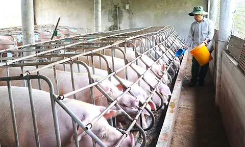 Cuộc đua dai dẳng của doanh nghiệp chăn nuôi với chi phí nhập khẩu liệu đã kết thúc?