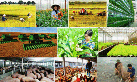 Thực hiện các giải pháp hỗ trợ nông dân, phục hồi phát triển nông nghiệp, nông thôn bền vững