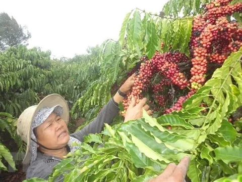 Doanh nghiệp càphê Việt và Đức tận dụng tối đa lợi ích từ EVFTA