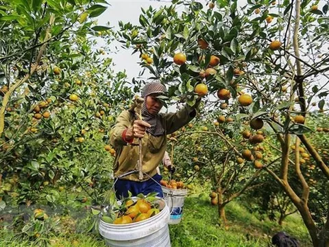 Xuất khẩu chuyến hàng cam Cao Phong đầu tiên sang thị trường Anh