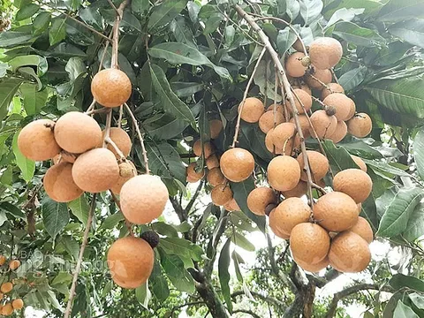 Hơn 10 tấn nhãn tươi đầu tiên đã được xuất khẩu sang thị trường Nhật Bản