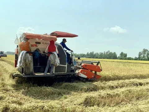 Cơ hội rộng mở cho xuất khẩu gạo