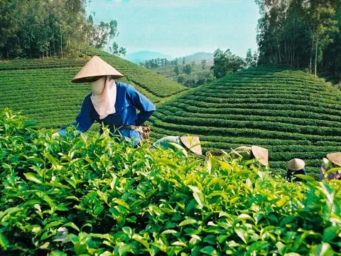 Năm 2022, xuất khẩu chè tăng trưởng 2 con số