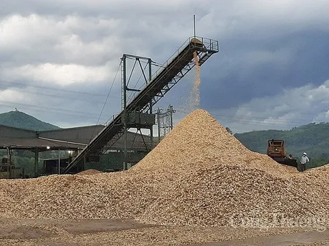 Năm 2022, xuất khẩu dăm gỗ và viên nén gỗ thu về gần 3,5 tỷ USD